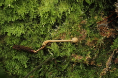 Paraisaria gracilioides