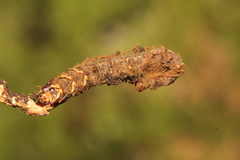Paraisaria gracilioides