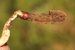 Paraisaria gracilioides