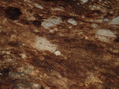 Zygogonium ericetorum