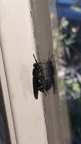 Unknown species found near Pelham, MA 01002, USA