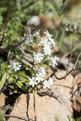 Zephyra elegans