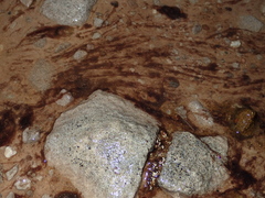 Zygogonium ericetorum