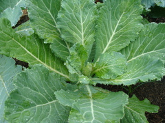 Brassica oleracea capitata
