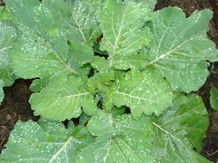 Brassica oleracea capitata