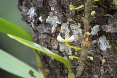 Bulbophyllum baileyi