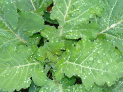 Brassica oleracea capitata