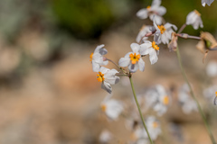 Leucocoryne narcissoides