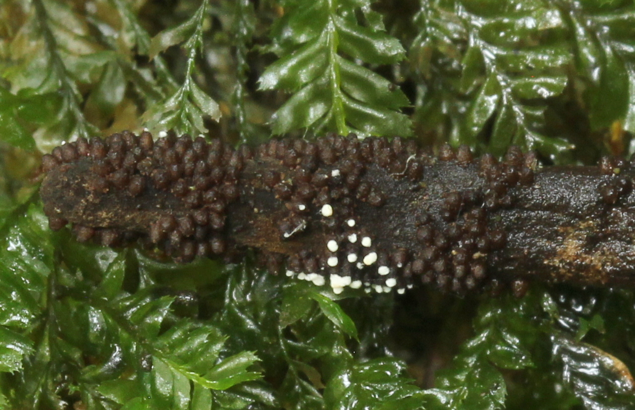 Ophiocordyceps superficialis image