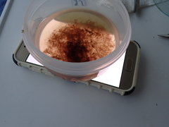 Zygogonium ericetorum