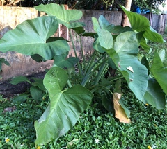 Xanthosoma sagittifolium