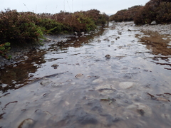 Zygogonium ericetorum