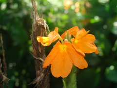 Crossandra
