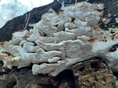 Fungi