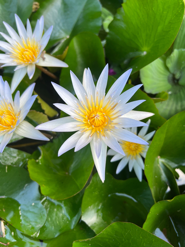 Nymphaea × daubenyana