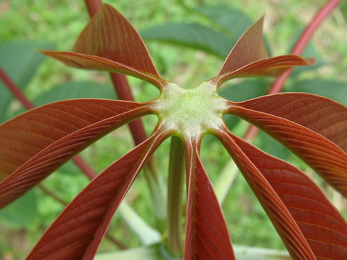 Pseudobombax grandiflorum
