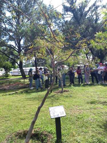 Bursera instabilis McVaugh & Rzed.