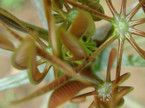 Pseudobombax grandiflorum