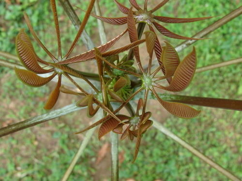 Pseudobombax grandiflorum
