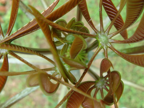 Pseudobombax grandiflorum