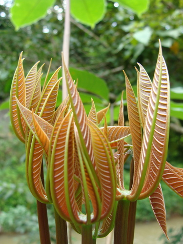 Pseudobombax grandiflorum