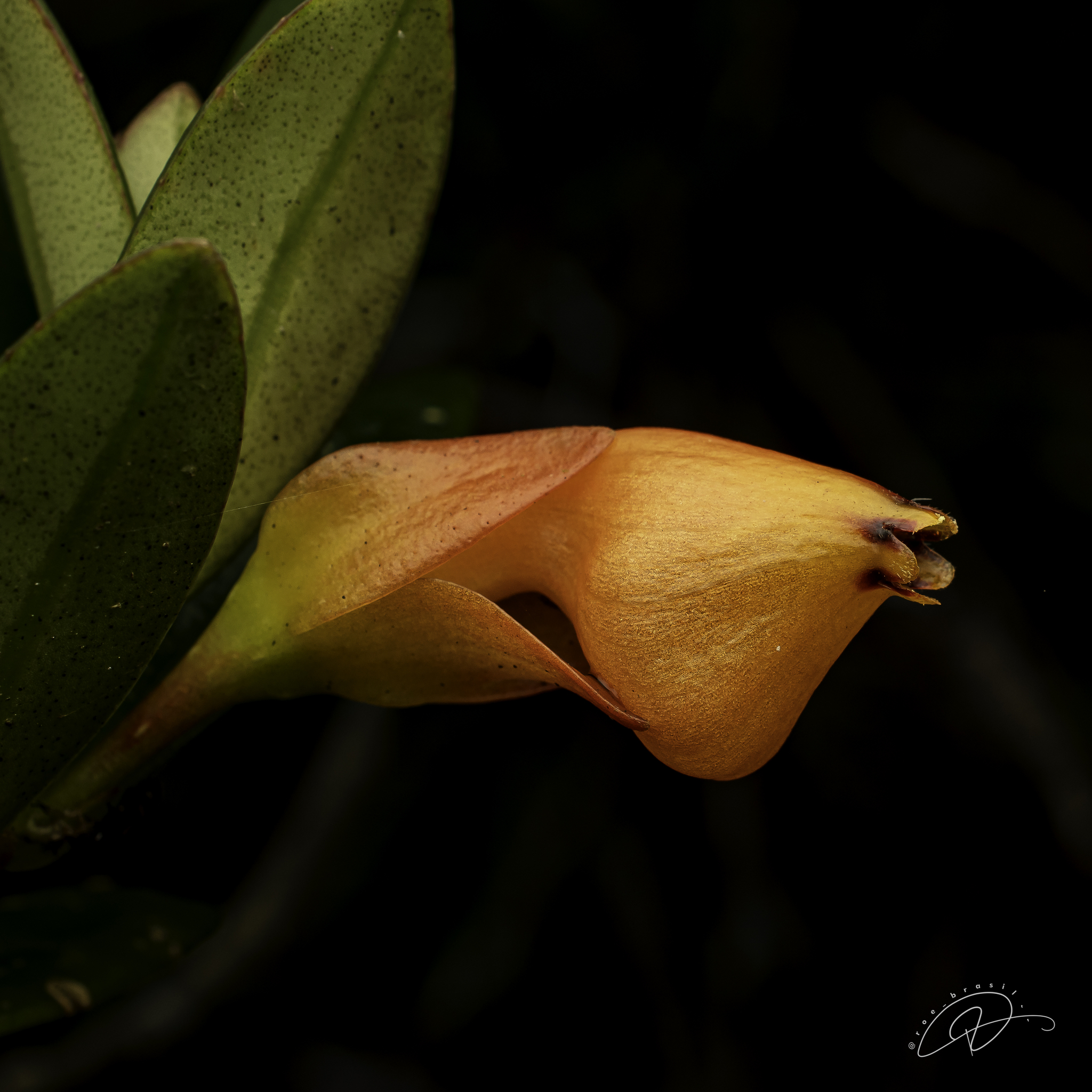 Nematanthus Gregarius (Nematanthus gregarius)