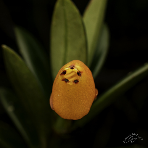 Nematanthus gregarius, photograph 2