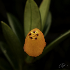 Nematanthus gregarius, photograph (c) Reinaldo de Oliveira Elias, some rights reserved (CC BY)