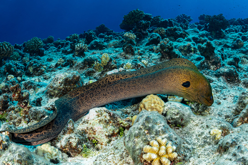 Giant Moray Eel