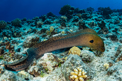 Giant Moray Eel