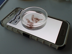 Zygogonium ericetorum