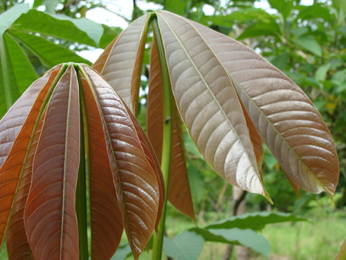 Pseudobombax grandiflorum