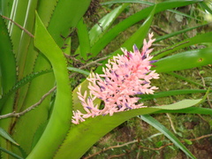 Aechmea purpureorosea