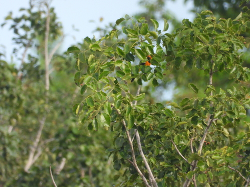 Black Poisonwood (Metopium brownei)