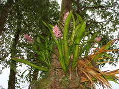 Aechmea purpureorosea