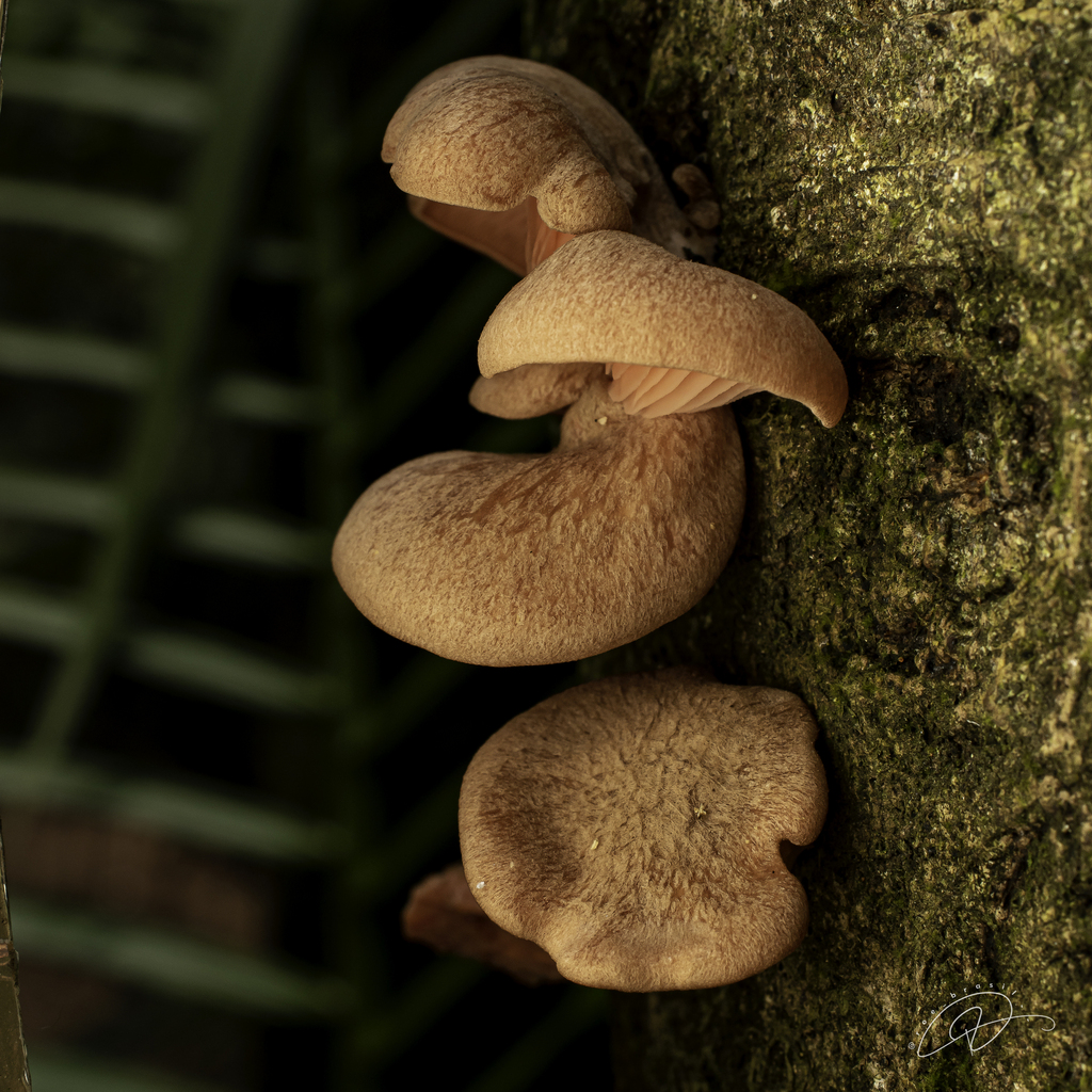Pleurotus djamor · October 2025 · photo: © roe_brasil (iNaturalist, cc-by)
