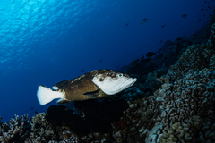 Greasy Grouper photo 1