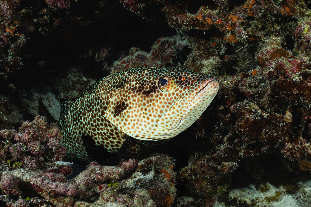 Cod (Epinephelus tauvina) — Serranidae