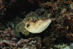 Greasy Grouper photo 3