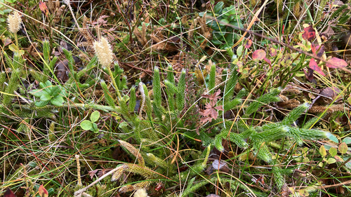 stag's-horn clubmoss