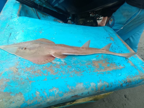 Whitenose guitarfish (Pseudobatos leucorhynchus) — Rhinobatidae