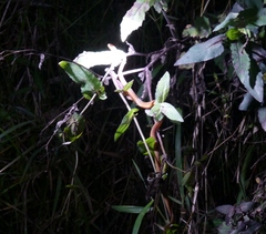 Compsophis laphystius