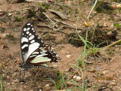 Graphium morania