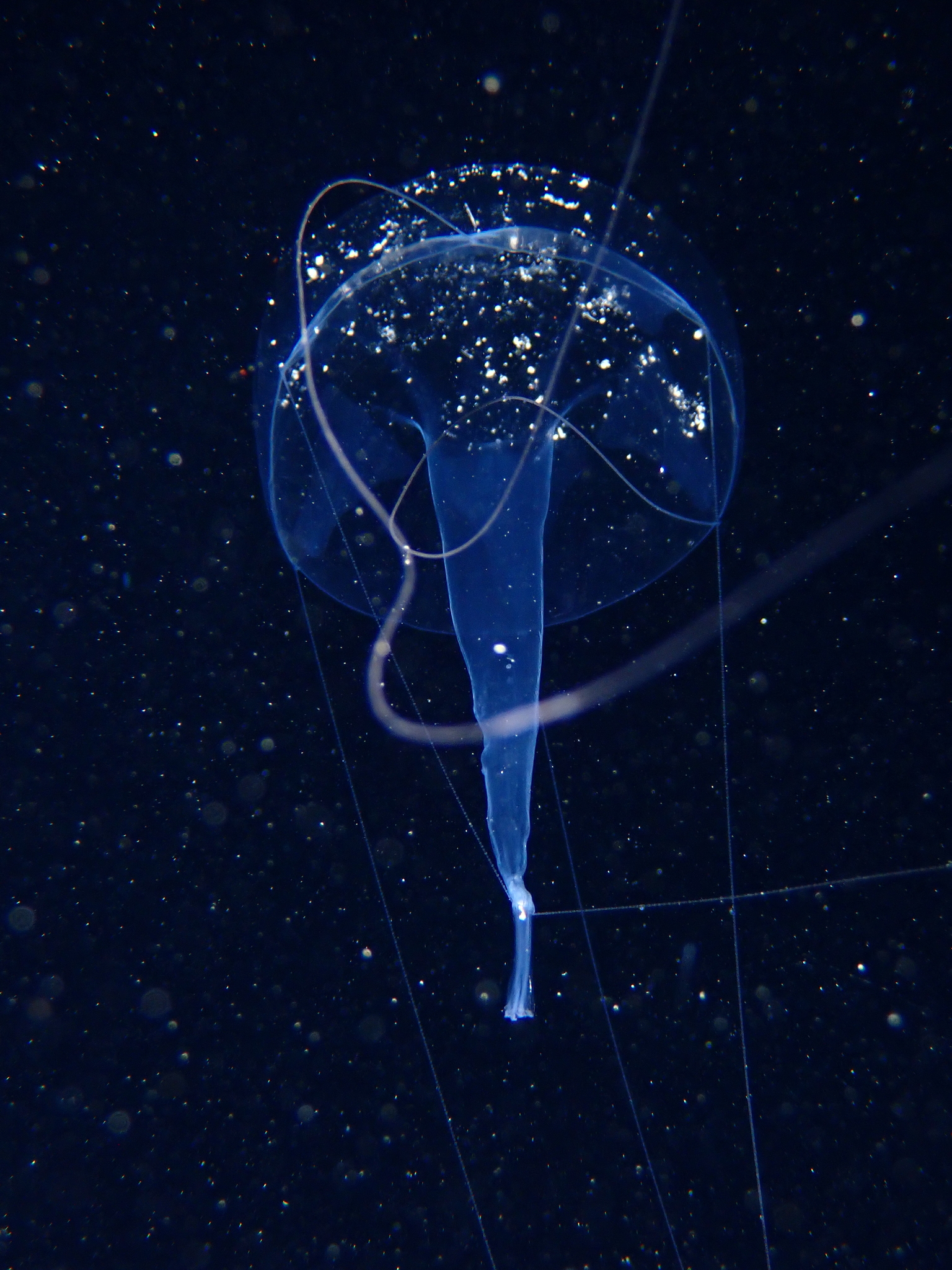 Geryonia proboscidalis (Forsskål, 1775)
