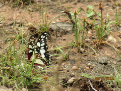 Graphium morania