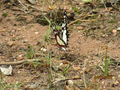 Graphium morania
