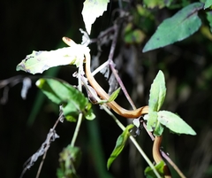 Compsophis laphystius