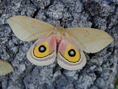 Automeris cecrops pamina