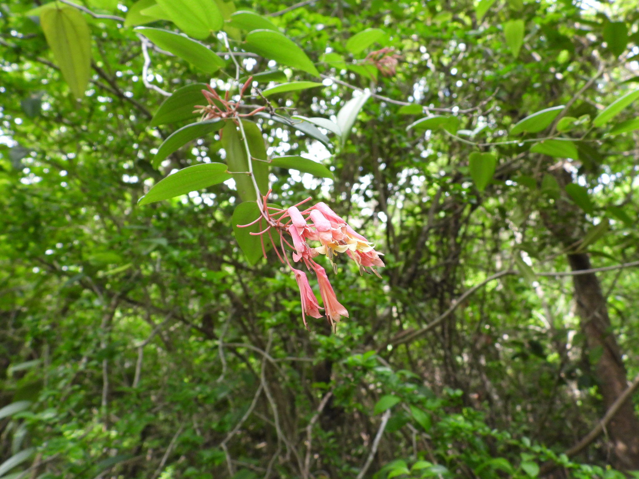 Cow's Tongue (Bauhinia jenningsii)