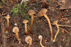 Camarophyllopsis